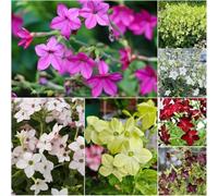 ornamentali di tabacco - semi da giardino interni balcone con letti elevati semi balcone scalatrici resistenti per il giardino - 550pcs