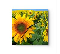 Orologio da Parete in Vetro 40x40cm Nuvole girasole piantagione Silenzioso
