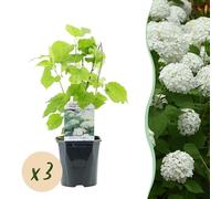 Ortensia a pennacchio - Hydrangea arborescens Annabelle - Fiore bianco - 3 piante - 1 m2 - Deciduo - Fiori grandi - 40-50cm - Ø18cm - Pianta da giardino