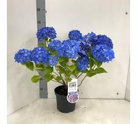 Ortensia blu "Hydrangea macrophylla Renate Steiniger" pianta in vaso ø19 cm Vivaio di Castelletto