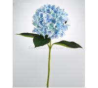 Ortensia Del Duca - Scegli il Colore