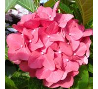 Ortensia "Hydrangea macrophylla Doris" pianta in vaso ø12 cm Vivaio di Castelletto