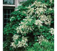 Ortensia - Hydrangea Rampicante Petiolaris - Vaso 1,5 Litro (Pianta Rampicante - Pianta Adulta - Resistenza al Freddo: Ottima) - Muri e Recinzioni, Pergola, Balconi e Terrazze | ClematisOnline
