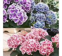 Ortensia, luminoso bicolore Seeds Mix - Treasuresbylee - 50