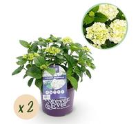 Ortensia - Ortensia per sempre - Bianco - 7-12 fiori - 2 piante - Pianta da terrazzo - 40-55cm - Ø23cm - Pianta da giardino