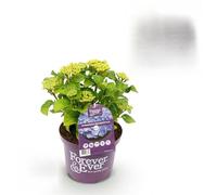 Ortensia - Ortensia per sempre - Blu - 7-12 fiori - 2 piante - Pianta da terrazza - 40-55cm - Ø23cm - Pianta da giardino