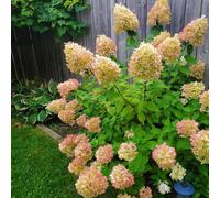 ortensia paniculata, giardino interno giardino balcone raro roccioso d'appartamento esotiche d'appartamento varietà antiche interno recisi 65semi