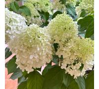 ortensia paniculata - giardino raro per i luoghi soleggiati esotico 50semi