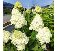 ortensia paniculata, ortensie paniculate - per l' di semi di arbusti semprever resistenti, balcone, recisi Decorazioni autunnali per un 10semi