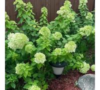 ortensia pannocchia - semi di riverdimento tetti semi giardino estremamente resistenti 80pcs