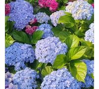 ortensia raro biologici esterno decorazioni giardino esterni 20semi