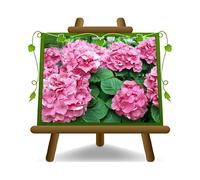 Ortensia Rosa pianta ornamentale vaso 24 cm altezza 60-80 cm
