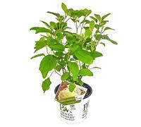 Ortensia 'Strong Annabelle' - Ortensia - Arbusto - Rustico - Ø 19 cm - 40-50 cm