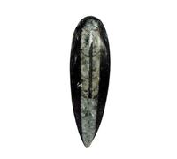 Orthoceras Natural Crystal Orthoceras Fossil Lucidato Kuber, Orthoceras Cabochone, pietra finanziaria per il successo e riduce lo stress Reiki Energy Crystal-B0CRZBS6MRNAMZ