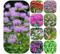 Ortica indiana - appartamento esotiche giardino per la cucina decorazione del giardino da balcone vecchie varietà 350semi