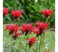 Ortica indiana - biologiche da balcone vecchie varietà giardino per la cucina in vaso giardino di aromatiche da interno roccioso 250semi