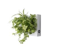Ortisgreen HOH! Quadro Vegetale Fai da Te in Plastica ABS di Colore Bianco, per 6 Piante, include il Substrato Naturale (Sfagno) e le Istruzioni.