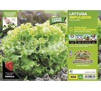 Orto Mio Piantine di Ortaggi in pack cubettato per la produzione famigliare disponibili in molte tipologie e varietà (Lattuga Gentilina bionda Impulsion 9 piante)
