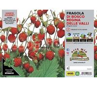 Orto Mio Piantine di Ortaggi in pack cubettato per la produzione famigliare disponibili in molte tipologie e varietà (Fragola di Bosco 6 piante)