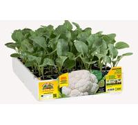 Orto Mio Piantine di Ortaggi, Pack Cubettato per Coltivazione Domestica, Varietà Multiple (Cavolfiore 6 piante in pack H059 Jerico F1)