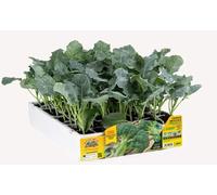 Orto Mio Piantine di Ortaggi, Pack Cubettato per Coltivazione Domestica, Varietà Multiple (Cavolo broccolo 6 piante in pack H070 Green Magic F1N precoce)