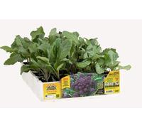 Orto Mio Piantine di Ortaggi, Pack Cubettato per Coltivazione Domestica, Varietà Multiple (Cavolo broccolo 6 piante in pack H06E Tyrian Purple F1 VIOLETTO)
