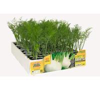 Orto Mio Piantine di Ortaggi, Pack Cubettato per Coltivazione Domestica, Varietà Multiple (FINOCCHIO - pack da 9 piante H121 Leonardo top F1)