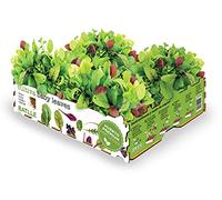 Orto Premium Baby Leaves