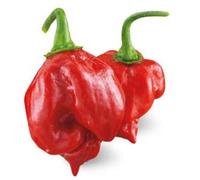 ORTOMIO Pianta Di Peperoncino Trinidad Scorpion Rosso (in Vaso Ø 14cm)