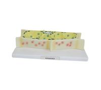 Oshhni Modello di Anatomia vegetale, Giocattolo per della Vita, Modello di biologia ingrandito, progetti scientifici per l'apprendimento e