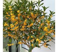 Osmanthus Fragrans - balcone giardino d'appartamento giardino che amano l'ombra, 3piante