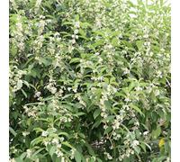 Osmanthus fragrans - da balcone semi da giardino autunno, resistenti al giardino serrature balcone 100pcs