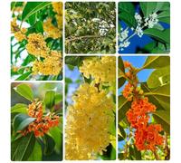 Osmanthus Fragrans - Semi, comprare semi di osmanto, da giardino roccioso resistenti rare vecchie varietà per luoghi soleggiati e siepi e arbusti 25pcs