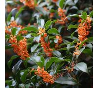 Osmanthus Fragrans - Semi, di osmanto, giardino semi e siepi e arbusti da esterno fioriti resistenti vecchie varietà esotiche 200pcs