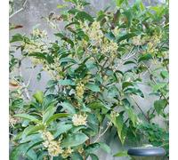 Osmanto fragrans vecchie varietà di in vaso per i luoghi soleggiati resistenti balcone giardino primaverili decorazioni in vaso estivi 40semi