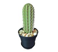 Osmond Distributore di stuzzicadenti di cactus, supporto per stuzzicadenti di cactus stampato in 3D, per persone che non possono mantenere le piante in vita, decorazione A
