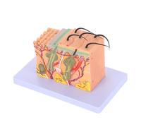 OSOLADY Modello Anatomia Umana Ingrandito Struttura Strati Cutanei Dettagliata Modello Didattico Resistente in Plastica per Studio Medico e Lezioni Scientifiche