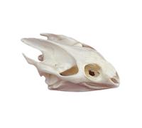 Ossa Animali Tassidermie, Esemplare di Cranio Animale Naturale, Decorazione dello Scheletro dei Teschi in Resina, per l'educazione e l'insegnamento delle Scienze Turtle Skull