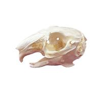 Ossa Animali Tassidermie, Esemplare di Cranio Animale Naturale, Decorazione dello Scheletro dei Teschi in Resina, per l'educazione e l'insegnamento delle Scienze Rabbit Skull
