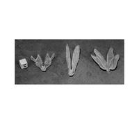 Ossa del Mietitore Cielo oscuro: Clear Wings (3) 77582