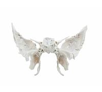 Osso sfenoide dal cast originale del cranio umano, anatomicamente corretto
