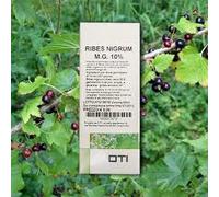 Oti Riber Nigrum Macerato Glicerico Riniti Allergiche 100 ml