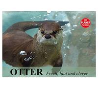 Otter. Frech, laut und clever (Wandkalender 2026 DIN A3 quer), CALVENDO Monatskalender: Putzige Räuber und echte Rabauken im und am Wasser