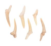 OUNONA 6 pezzi Collane con Ciondoli Dente di Squalo Fossile Leggero e Resistente per Ragazzi Decorazione da Collo con Stile Originale e Superficie Liscia Senza Bordi Taglienti