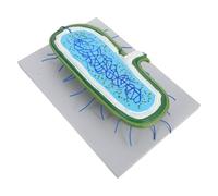 OUNONA Modello di anatomia cellulare umana per lezioni di biologia, simulazione cellulare 3D costruibile con organelli, giocattolo educativo per studenti, uso in classe di scienze