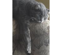 Our Cat Ziggy Taking a Nap - Journal