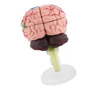 OVAQUIXI Modello Anatomico del Cervello, Parti Assemblabili, Base di | Costruzione in Plastica, Formazione Medica, Uso in Aula, Studio di Neurologia, Educazione Clinica, Supporto Anatomico