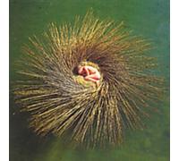 Ovo: Millennium Show by Peter Gabriel (2000-08-29)