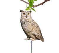 Owl Decoy Bird Repellents, Fake Garden Protector with Reflective Tape, Weatherproof Scare Device for Outdoor Use in Yards, Balconies, Farms, Trees, Rooftops, Patios, 10.62x6.69 Inches