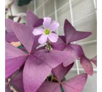 oxalis Aiuole rialzate per il giardino rara rampicante arredamento del soggiorno Vecchie varietà resistenti da giardino balcone con serra interna roccioso: 400semi